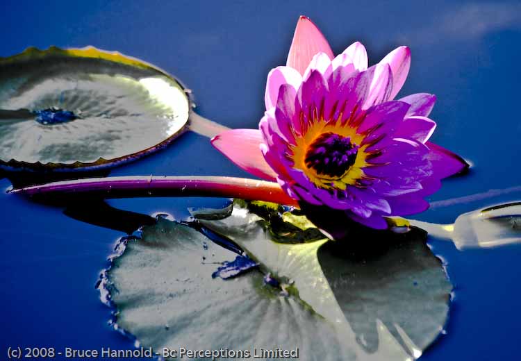 PINK WATERLILY
